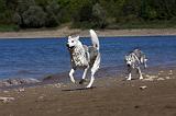 SIBERIAN HUSKY 608